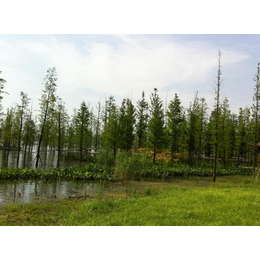 水生植物,南京华州环境工程公司,水生植物浮床