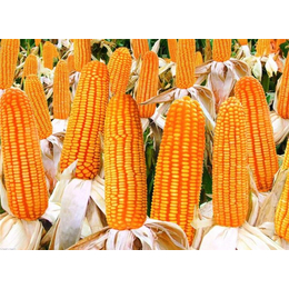 大量求购玉米、锦州求购玉米、汉光现代农业有限公司