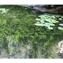 苦草种苗、众禾水生植物(在线咨询)、广西狐尾藻