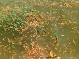 泥鳅养殖前景-泥鳅养殖-鑫渔圣生态农业