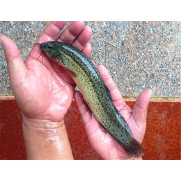 泥鳅的营养价值、枣阳泥鳅、鑫渔圣生态农业(查看)