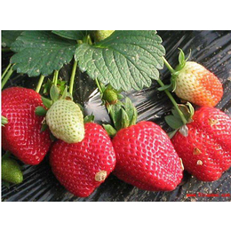 随州草莓苗|泰安柏源农业|赛娃草莓苗