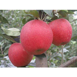 苹果种苗批发厂家,汇通银河,玉溪苹果种苗