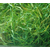 供应轮叶黑-马来眼子菜-微齿眼子菜-狐尾藻-小茨藻-菹草缩略图3