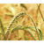 常年收购小麦|宿迁收购小麦|汉光现代农业缩略图1