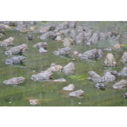 美蛙养殖厂家-半亩田青蛙养殖(在线咨询)-荣昌美蛙养殖