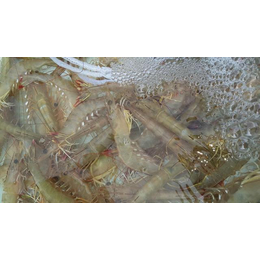 沼虾基围虾含有丰富的镁_鑫渔圣生态_沼虾基围虾