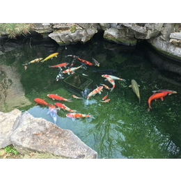 生态鱼池公司、江苏生态鱼池、杭州石铭园林景观