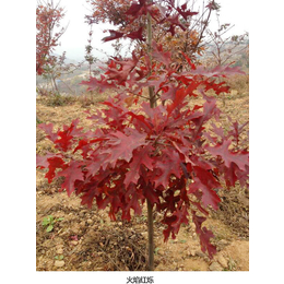 舜枫园林(多图)-猩红栎栽种-贵州猩红栎