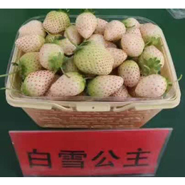 咖啡草莓苗多少钱一株,乾纳瑞农业(在线咨询),淮北草莓苗
