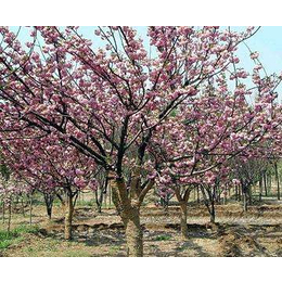 樱花树、石博苗木、10公分樱花树苗价格