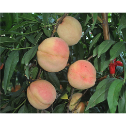 桃树苗种植、长顺种植(在线咨询)、濮阳桃树苗