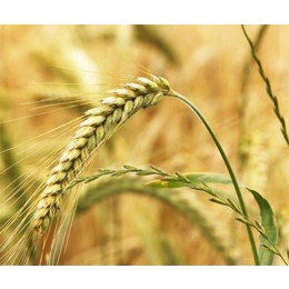 长年收购小麦,收购小麦,汉光现代农业(查看)