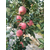 新红星苹果苗哪有卖的、泰安柏源农业科技、新红星苹果苗缩略图1