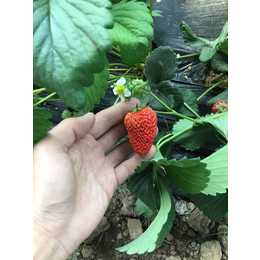 界首草莓苗|乾纳瑞农业|草莓苗种植方法