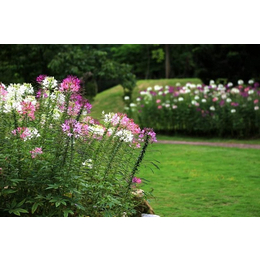 醉蝶花播种技术指导,山合水醉蝶花,醉蝶花