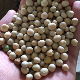 进口白豌豆 黄豌豆 过筛净粮打包 一手货源