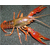 龙虾养殖-武汉农科大-龙虾养殖视频缩略图1