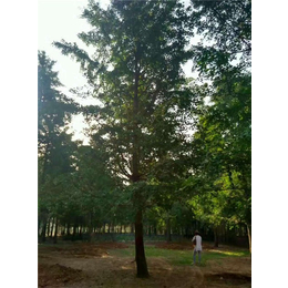 55cm银杏树价格-咸宁银杏树-徐州志森园林绿化
