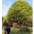 12公分桂花树出售、12公分桂花树、百佳园林绿化(查看)缩略图1