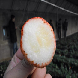 白草莓苗|重庆草莓苗|双湖园艺