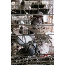 山东中鹏农牧(图)-如何养商品鸽-葫芦岛商品鸽