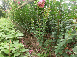 园林丛生紫薇百日红出售-呼伦贝尔园林丛生紫薇-亿发园林中心