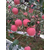 陕西洛川苹果,景盛果业,陕西洛川苹果礼盒缩略图1
