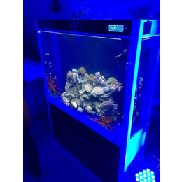 海洋展奇幻世界出租观赏海洋生态鱼缸展示企鹅海狮租赁
