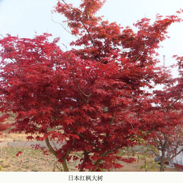 日本红枫小苗栽植技术-日本红枫-日照舜枫园林