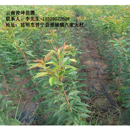 玉溪樱花小苗生产基地-云南俊坤苗圃-玉溪樱花小苗