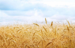 常年收购小麦-收购小麦-汉光农业有限公司(查看)