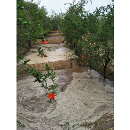 突尼斯软籽石榴基地|突尼斯软籽石榴|富农石榴