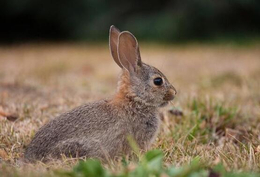 纯种野兔的批发市场-柳州野兔-锦腾养殖场