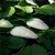 白雪公主草莓苗|阜新草莓苗|双湖园艺(在线咨询)缩略图1