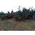 由良柑橘苗批发-湾里区由良柑橘苗-浩均家庭农场缩略图1