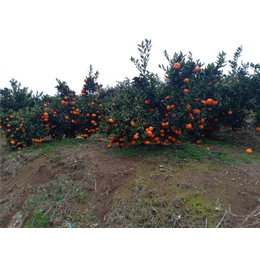 由良柑橘苗批发-湾里区由良柑橘苗-浩均家庭农场