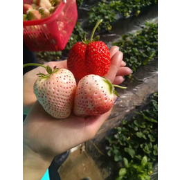 达塞草莓苗育苗|湖南草莓苗|乾纳瑞农业