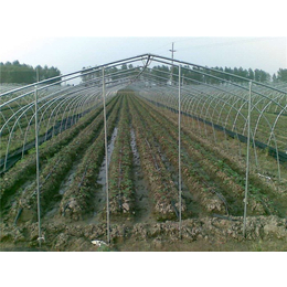 蔬菜大棚钢管规格|大志温室工程(在线咨询)|贵州大棚钢管