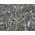 泥鳅种苗,金兴黑斑蛙养殖,泥鳅缩略图1