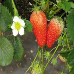 双湖园艺(在线咨询),抚州草莓苗,牛奶草莓苗