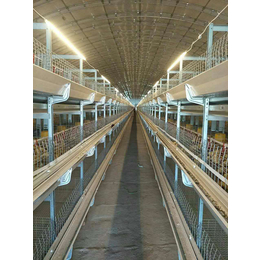肉鸭笼价钱-运盈机械鸡笼厂家-肉鸭笼