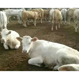 富贵肉牛养殖(图)_夏洛莱牛多少钱_山西夏洛莱牛