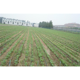 果园灌溉工程价格|欣农科技|黄陂果园灌溉工程