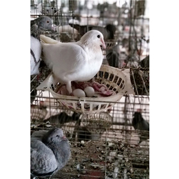 山东中鹏农牧(图)-肉鸽养殖棚-甘肃肉鸽