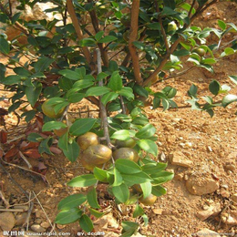 高产油茶苗圃基地 (图)_油茶树苗哪里有卖_铜仁油茶树苗