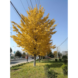 大量收购银杏树,通园银杏园林(在线咨询),银杏树