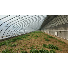 【诺博温室工程】(图)_蔬菜温室大棚怎样建_蔬菜温室大棚