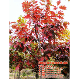 临沂欧洲红栎、欧洲红栎树、瑞天园林(推荐商家)