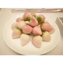 集安市甜宝草莓苗,海之情农业,甜宝草莓苗基地